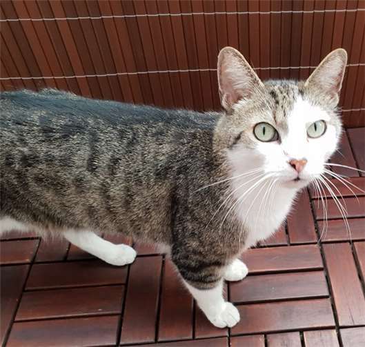 Spike sucht ein neues Zuhause. privat