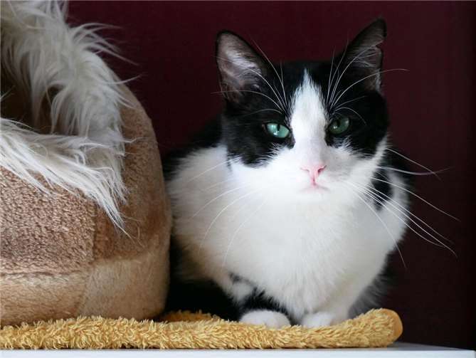 Spyro.  Foto: privat