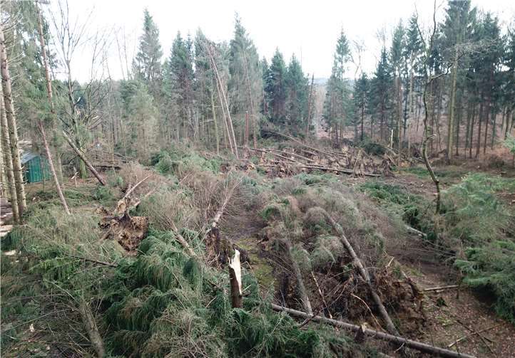Stadtwald Höhr-Grenzhausen, Stern. Foto: Julian Huhn