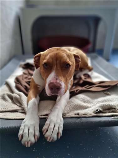 Staffordshire-Terrier-Hündin Nala ist ein wunderbarer Rohdiamant. Foto: privat