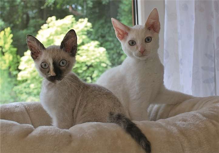 Stan und Sally sind „Cornish Rex Mixchen“ und suchen ein neues Zuhause, am besten in Wohnungshaltung. privat