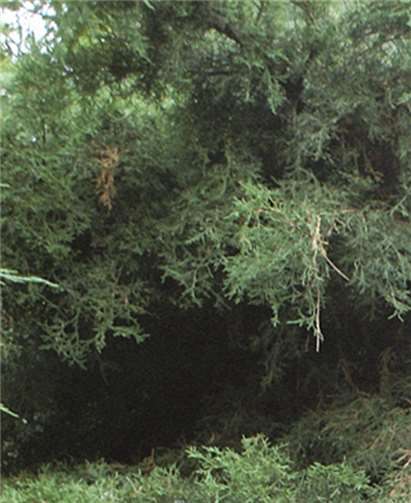 Statue auf dem Koblenzer Hauptfriedhof. privat