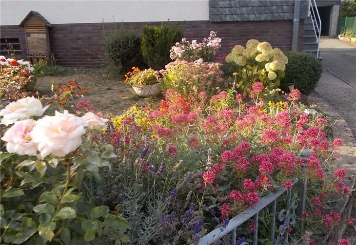 Stauden, Kräuter und ein Insektenhotel - der Garten von Rosemarie Poeschmann.