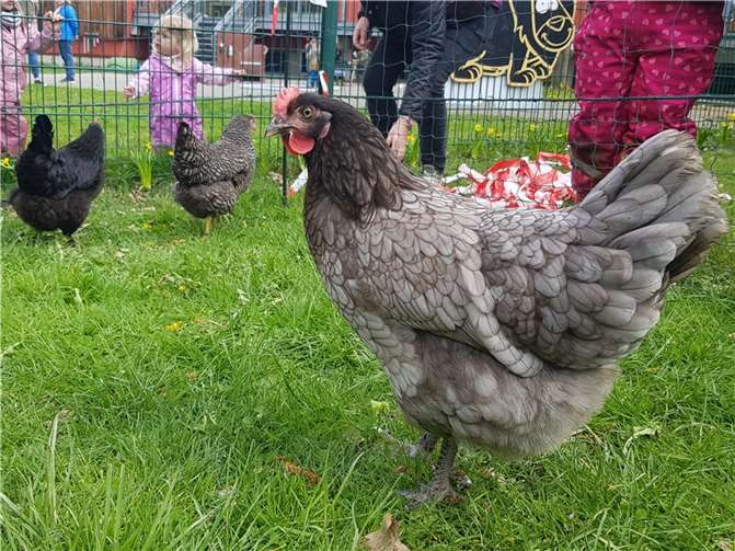 Staunend werden die „Hühner op jück“ von ihren kleinen Pflegern beobachtet. Foto: D. Simon