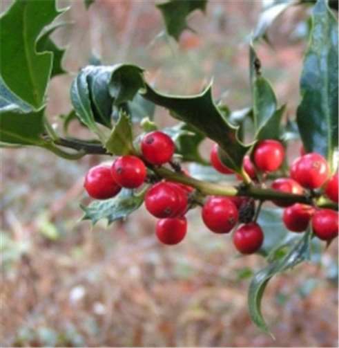 Stechpalme (Ilex aquifolium). Alle wild lebenden Populationenprivat