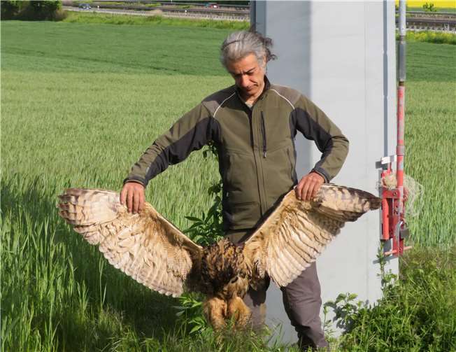 Stefan Brücher von der Gesellschaft zur Erhaltung der Eulen hält den toten Uhu in seinen Händen. Fotos: EGE e.V.