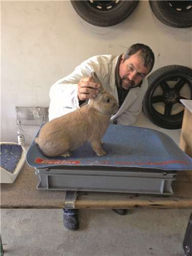 Stefan Simon bei der Bewertung eines Separator-Kaninchens.