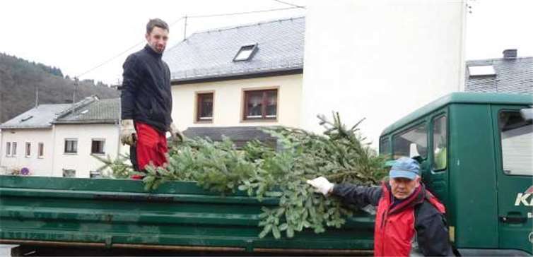 Steffen Merz und Rudi Lenz beim Einsammeln der Bäume. Fotos: Heimat- und Verkehrsverein Nievern