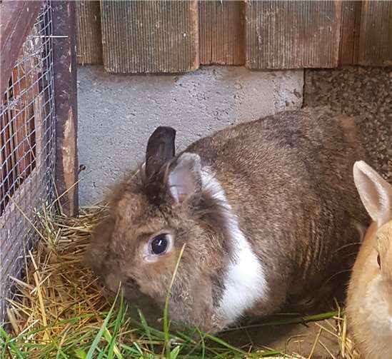 Steffi (li.) ist ca acht Jahre alt und sucht ein neues Zuhause. Foto: Beate Ditscheid