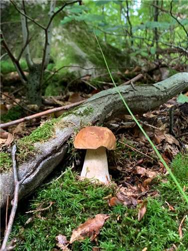 Steinpilz.  Foto: Naturpark Rhein-Westerwald e.V.