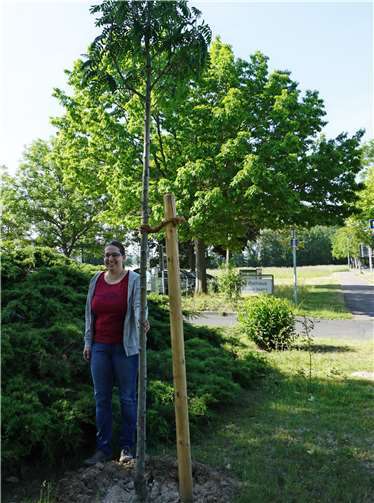 Stella Fließwasser hat einen Speierling für eine insektenfreundliche Ersatzpflanzung vor dem Rathaus ausgewählt. Foto: Gemeinde Swisttal