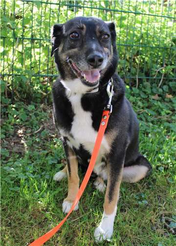 Stella.  Foto: Tierheim u. Tierschutzverein Kreis Ahrweiler e.V. , Claus Krah