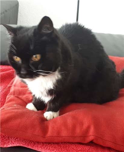 Stella hat ein neues zuhause gefunden. Foto: privat