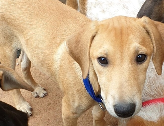 Stellvertretend für die Hundewelpen aus dem Tierheim Ransbach-Baumbach grüßt die hübsche Leni.