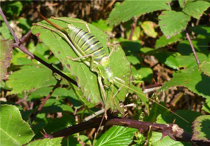 Steppensattelschrecke.SGD Nord