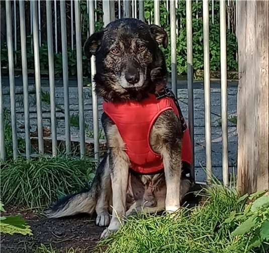 Sterling. Foto: Tierheim u. Tierschutzverein Kreis Ahrweiler e.V.