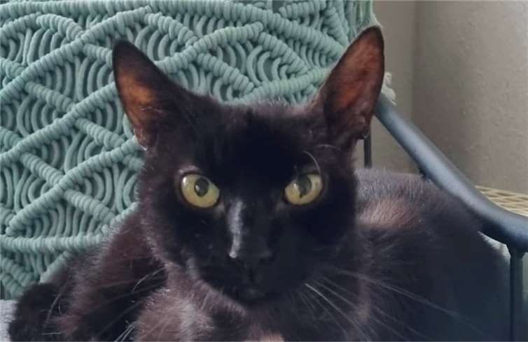 Sternchen ist eine völlig verwandelte Katze.  Foto: privat