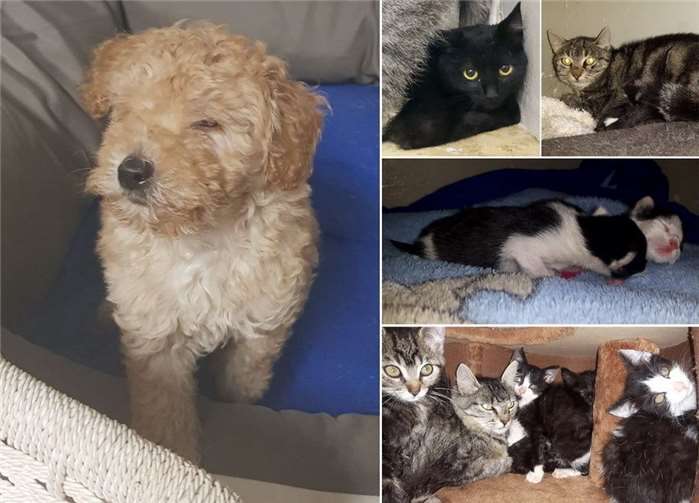 Stevie (l.) hat ein Herz für Katzen. privat