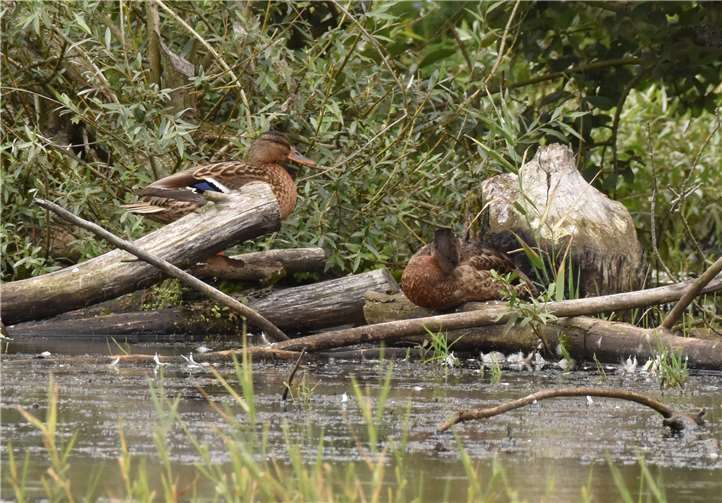 Stockenten am Biberweiher/FreilingenFoto: Immo Vollmer/NI