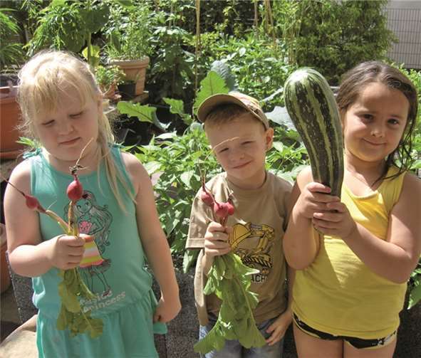Stolz ernteten die Kinder die gereiften Pflanzen. privat