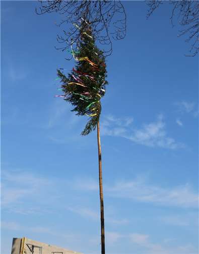Stolz steht der Maibaum in Altendorf-Ersdorf.