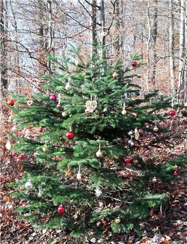 Stolz steht die Tanne in weihnachtlichem Schmuck. Fotos: Anita Herr und Wilfried Steiff