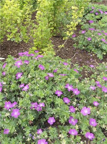 Storchschnabel-Arten blühen in den unterschiedlichsten Farben und können als pflegeleichte, bodendeckende Stauden auch in jedem Garten verwendet werden. Hier wurde die Staude für ein Pflanzbeet in Weitersburg verwendet.