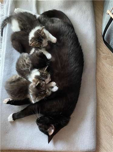 Straßenkatze mit Kätzchen.Foto: privat