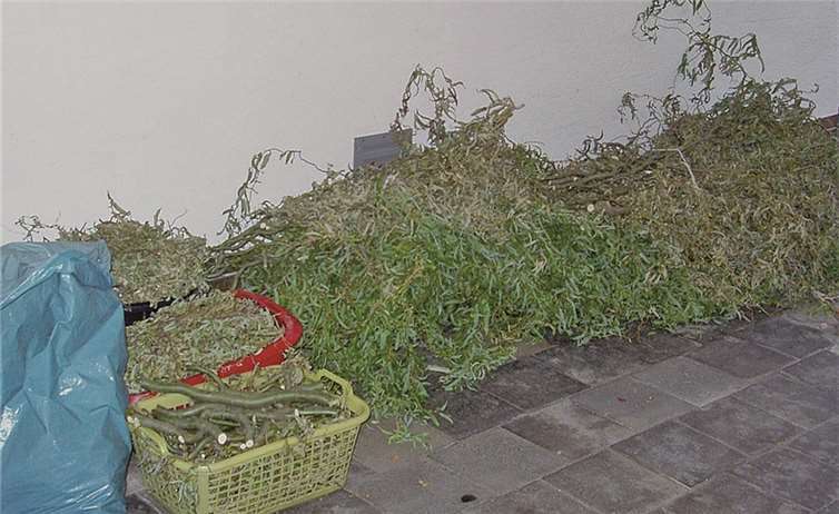 Strauchschnitt muss gebündelt sein.privat