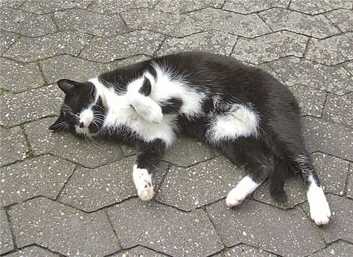 Streunende Katzen haben ein entbehrungsreiches Leben. TASSO