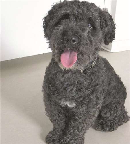 Struppi, ein Pudel Mix. privat