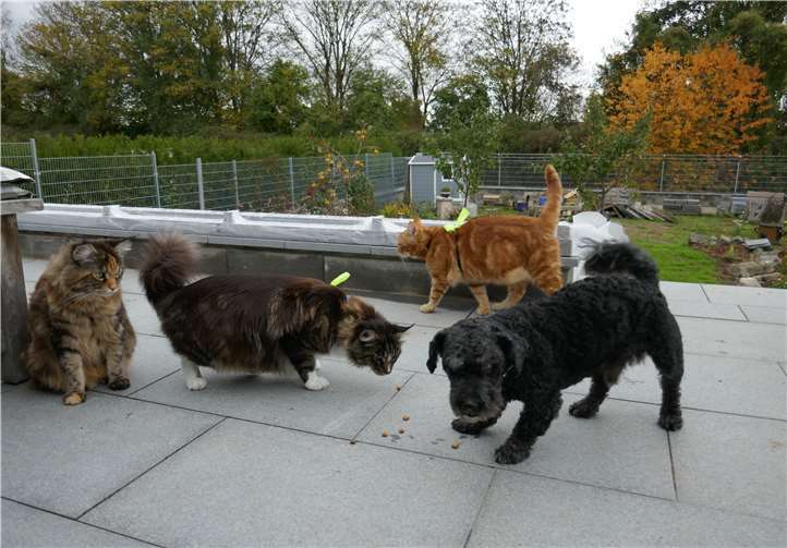 Hund und Katze können Freunde sein Struppi hat gleich drei Katzenfreunde.Foto: privat
