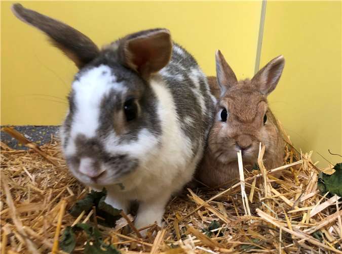 Stupsie und Funny wollen auch in Zukunft zusammenbleiben. Fotos: privat