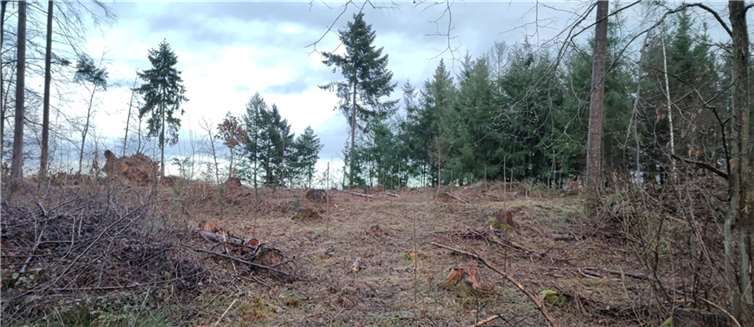 Sturm, Klima und Schädlinge haben Zeichen gesetzt. Hier soll nun die neue Pflanzung dem Wald helfen! Der Generationenpflanztag findet am Samstag, 19. März statt. Foto: privat
