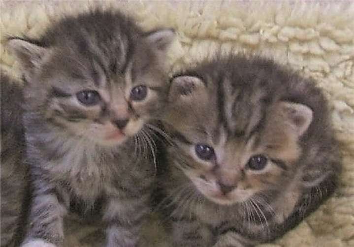 Süße Katzenbabys suchen ein Zuhause. Privat