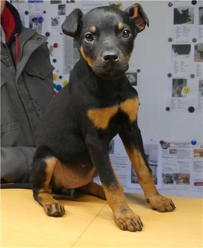 Suka ist verspielt und weiß was sie will - Erfahrung mit Hunden wäre also von Vorteil. Foto: privat