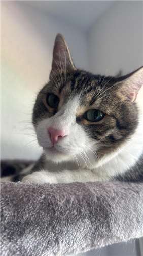 Suko (Bad Hönningen): Kommt ursprünglich aus der Türkei 