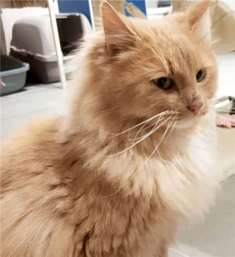 Sultan ist ein verschmuster Kater. privat