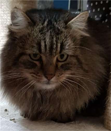 Sultan sucht ein Zuhause. Foto: privat