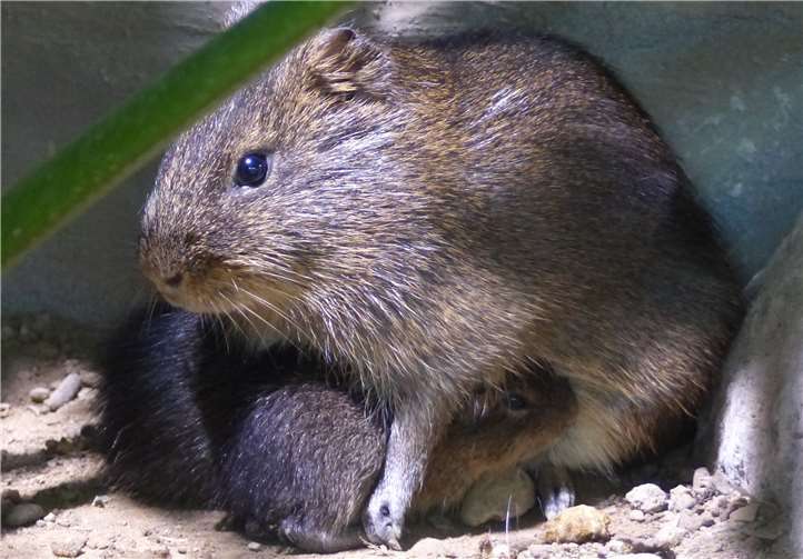 Sumpfmeerschweinchen.Foto: Zoo Neuwied