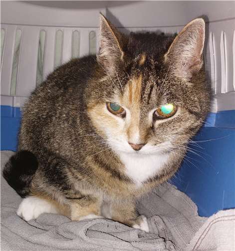 Sunny ist fast 16 Jahre alt.  Foto: Tierheim u. Tierschutzverein Kreis Ahrweiler e.V. , Claus Krah