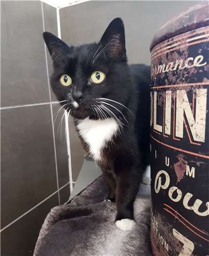 Sunny kuschelt gerne.Foto: Tierheim u. Tierschutzverein Kreis Ahrweiler e.V.