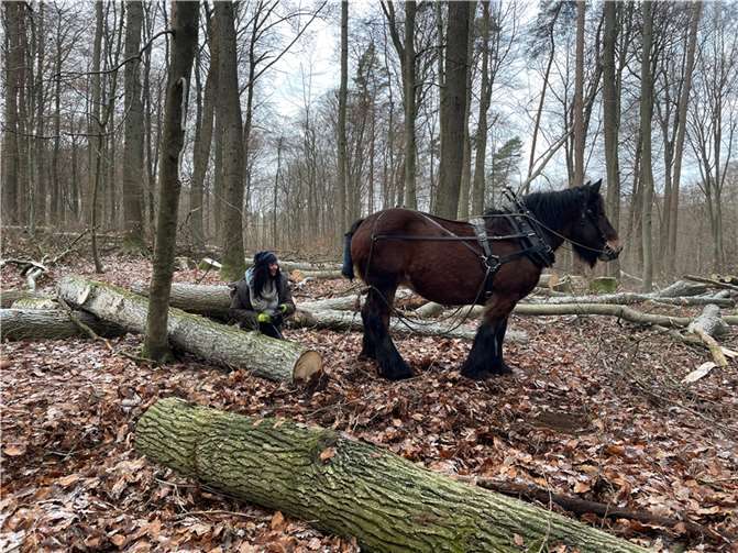 Susanne Berling freut sich auf die Arbeit mit ihrem Kaltblüter.