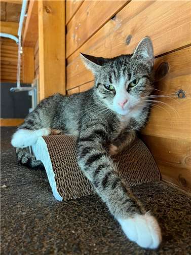 Suse.Fotos: Katzenschutzfreunde