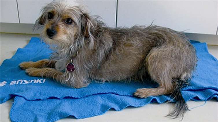 Susi, die Terrier-Mischlingshündin sucht einen Besitzer mit Hundeerfahrung. privat