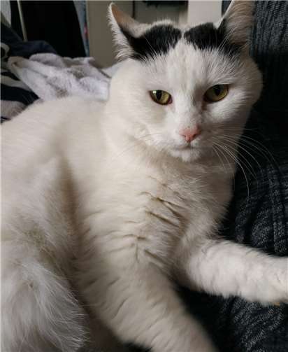 Susi ist eine Schmusebacke wie man sie sich wünscht.Foto: privat