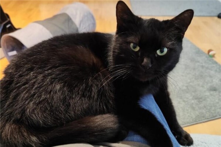 Susi möchte am liebsten auf Katzengesellschaft verzichten