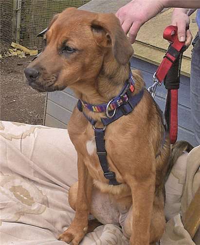 Susi sucht hundeerfahrene Menschen mit ganz viel Herz.  privat