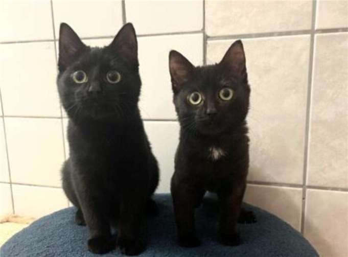 Susi und Strolch aus dem Tierheim in Mayen.  Foto: Kristina Wagner