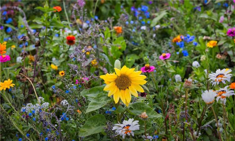 Swisttal soll bunter werden. Foto: privat